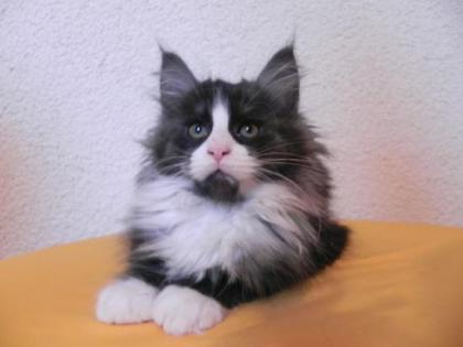 Echte Maine Coon Kitten mit Stammbaum auszugsbereit