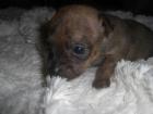 Mini Chihuahuas